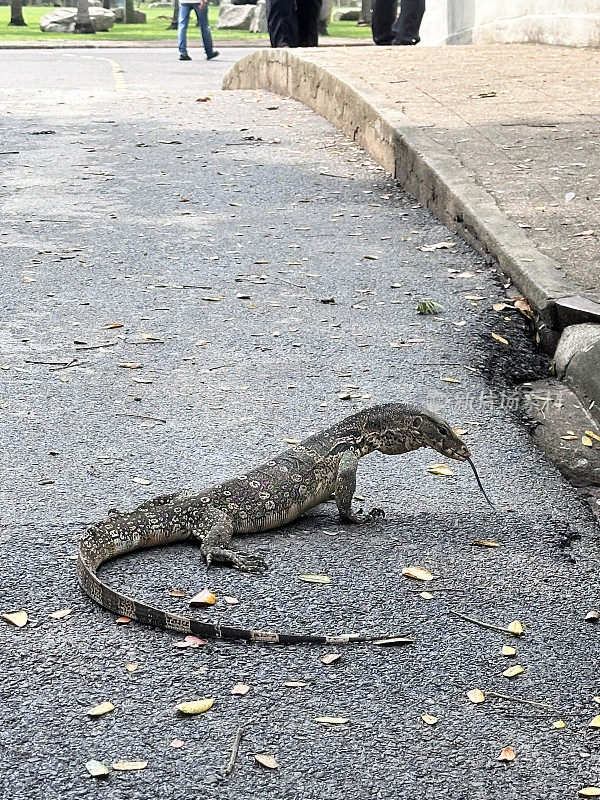 亚洲水蜥(Varanus salvator)的图像，穿过柏油路，伸出长舌头品尝空气，侧面视图，焦点在前景